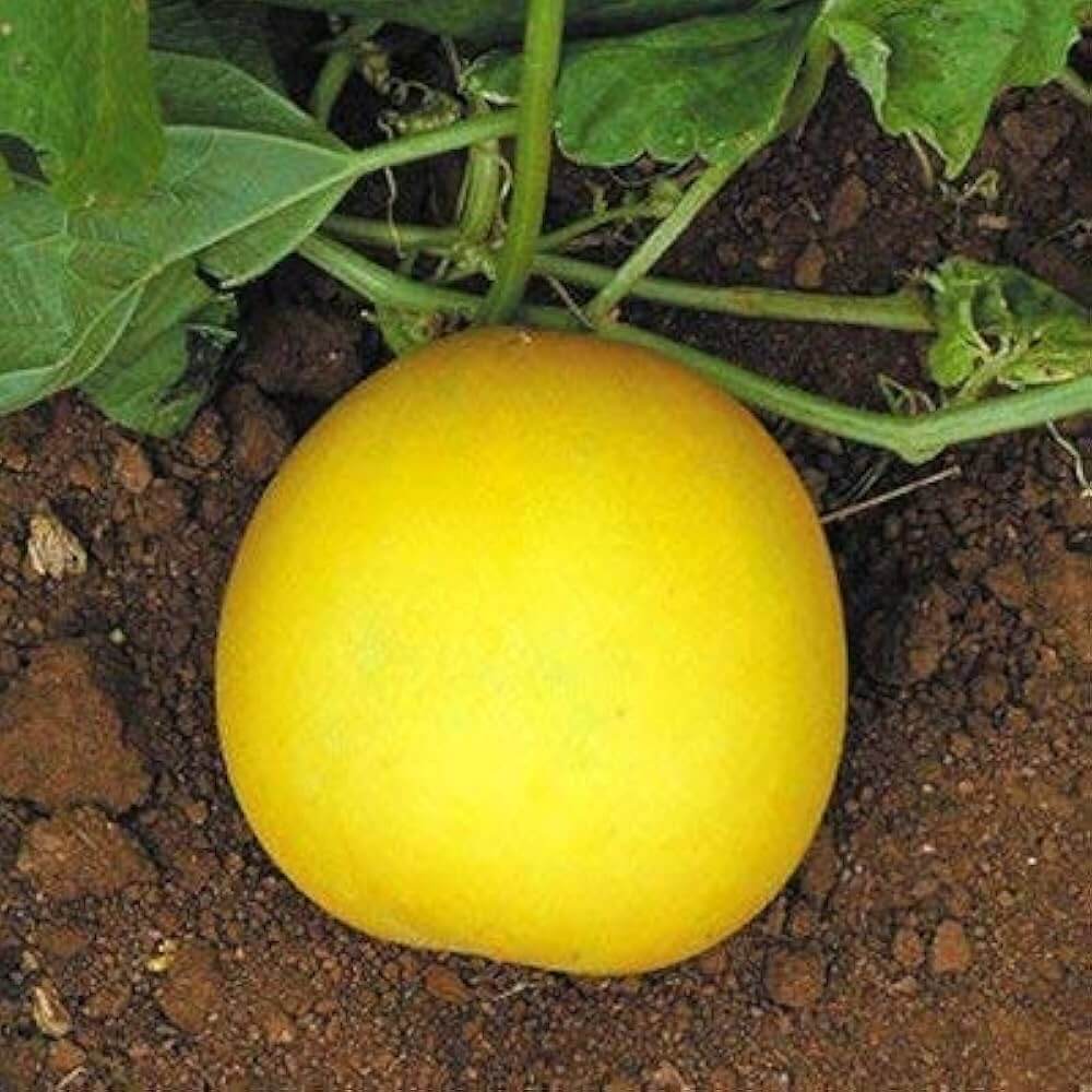 Yellow Cucumber Seeds