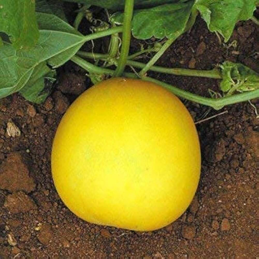 Yellow Cucumber Seeds