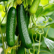 Cucumber Seeds