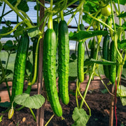 Cucumber Seeds