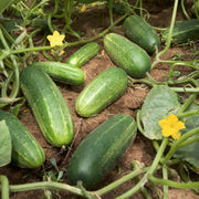 Cucumber Seeds
