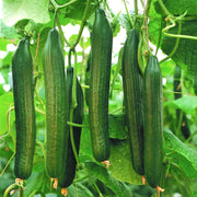 Cucumber Seeds