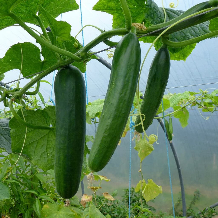 Cucumber Seeds