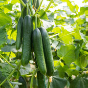 Cucumber Seeds