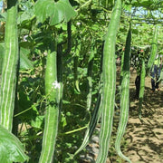 Snake Serpent Gourd Cucumber Seeds
