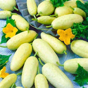 Thick Yellow Cucumber Seeds