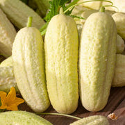 Thick Yellow Cucumber Seeds
