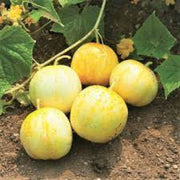True Lemon Cucumber Seeds