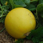 Yellow Cucumber Seeds