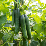 Cucumis sativus Seeds