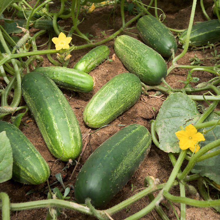Cucumis sativus Seeds