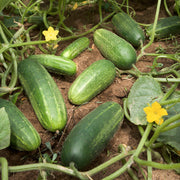 Cucumis sativus Seeds