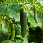 Cucumis sativus Seeds