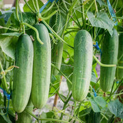 Cucumis sativus Seeds