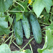 Cucumis sativus Seeds