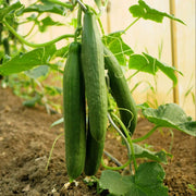 Cucumis sativus Seeds