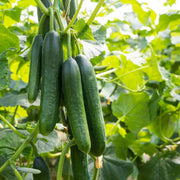 Cucumis sativus Seeds
