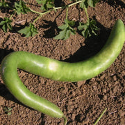 Cucuzzi YEGAOL Gourd Seeds