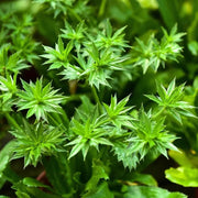 Culantro Seeds - Herbal Plant for Home Gardens Seeds