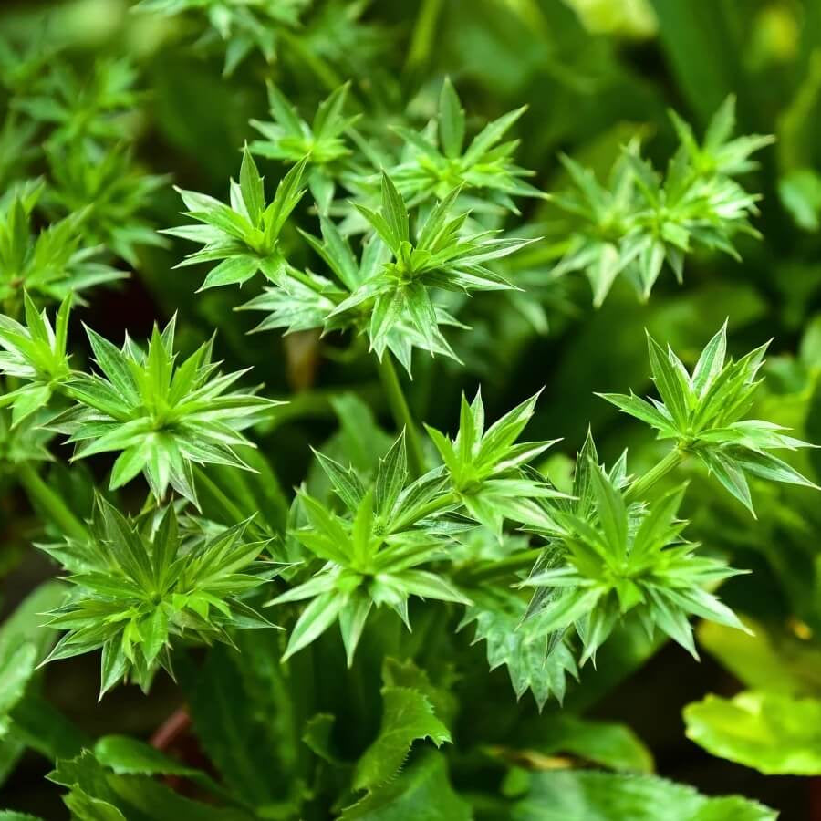 Culantro Seeds - Herbal Plant for Home Gardens Seeds