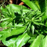 Culantro Seeds - Herbal Plant for Home Gardens Seeds