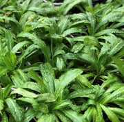 Culantro Seeds - Herbal Plant for Home Gardens Seeds