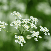 Cuminum Cumin Seeds, Herbal