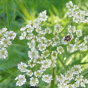 Cuminum Cumin Seeds, Herbal