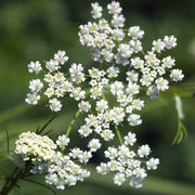 Cuminum Cumin Seeds, Herbal