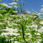 Cuminum Cumin Seeds, Herbal