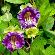 Wildflower Mix Cup & Saucer Seeds