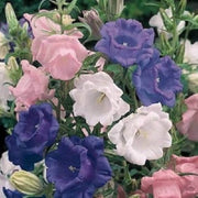 Wildflower Mix Cup & Saucer Seeds