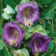 Wildflower Mix Cup & Saucer Seeds