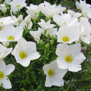 Australian Bluebell Cupflower Seeds