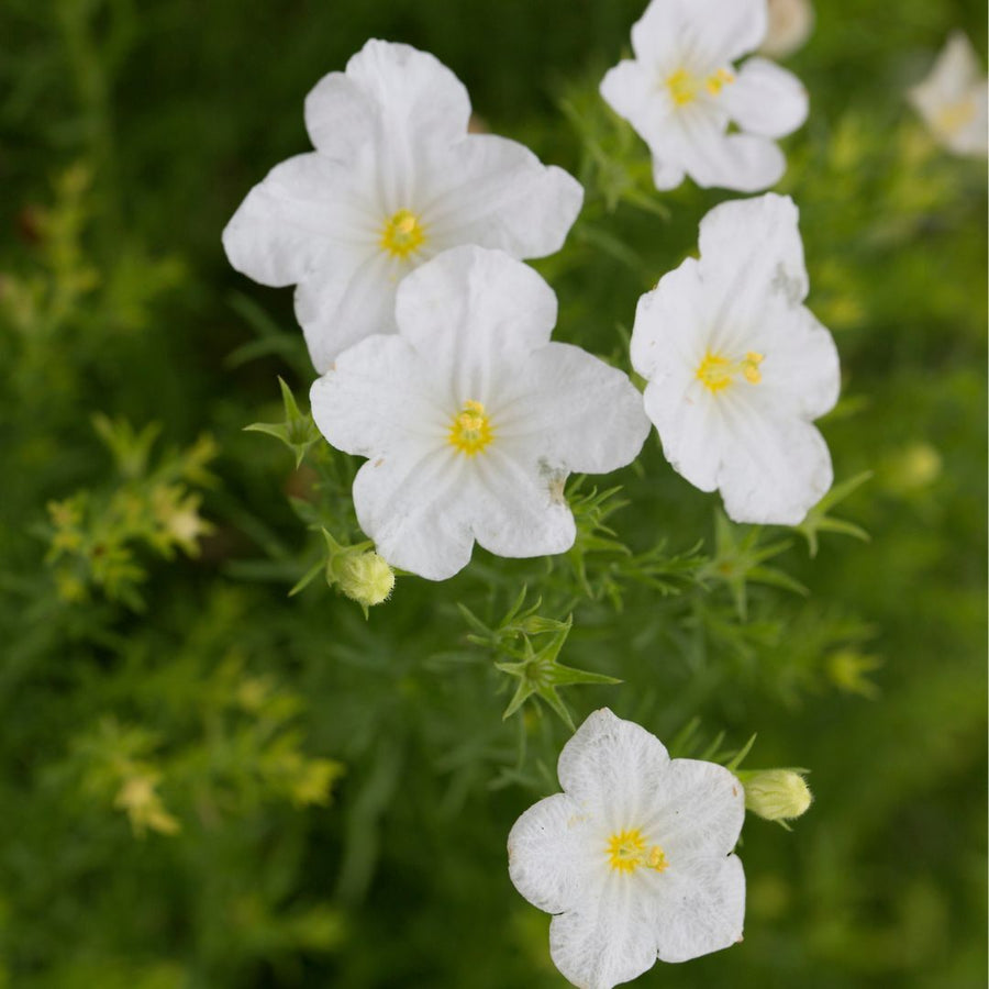 Australian Bluebell Cupflower Seeds