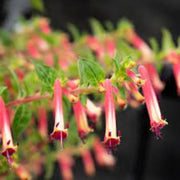 Cigar Plant Cuphea Seeds