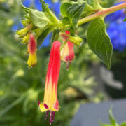 Cigar Plant Cuphea Seeds