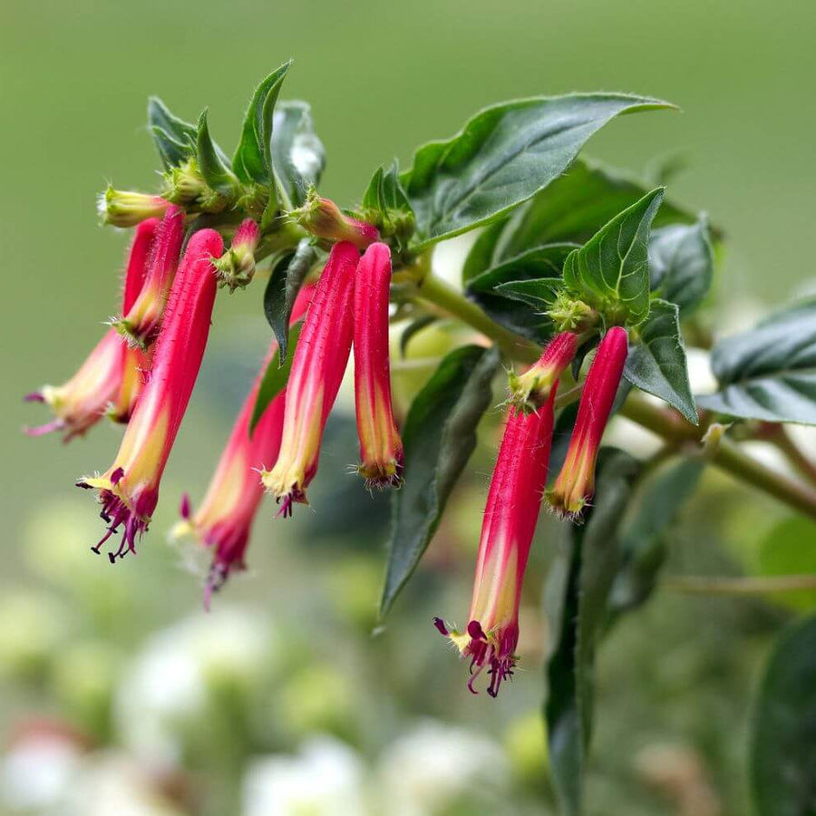Cigar Plant Cuphea Seeds