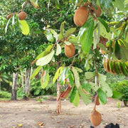Cupuacu Theobroma Seeds - Fruit Plant