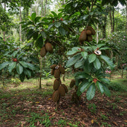 Cupuacu Theobroma Seeds - Fruit Plant