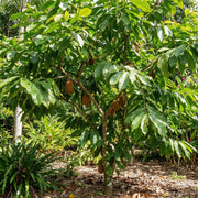 Cupuacu Theobroma Seeds - Fruit Plant