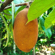 Cupuacu Theobroma Seeds - Fruit Plant