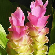 Wildflower Curcuma Seeds