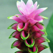 Wildflower Curcuma Seeds