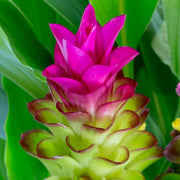 Wildflower Curcuma Seeds