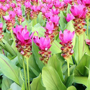 Pink Turmeric Seeds, Herbal