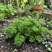 Cress Seeds – Lepidium sativum