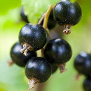 General Currant Seeds