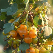 Golden Currant Seeds