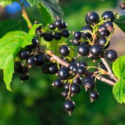 Nigrum Currant Seeds